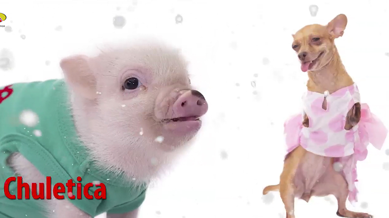 Lorenny Solano: Los Animales Que Son Maltratados También Sienten