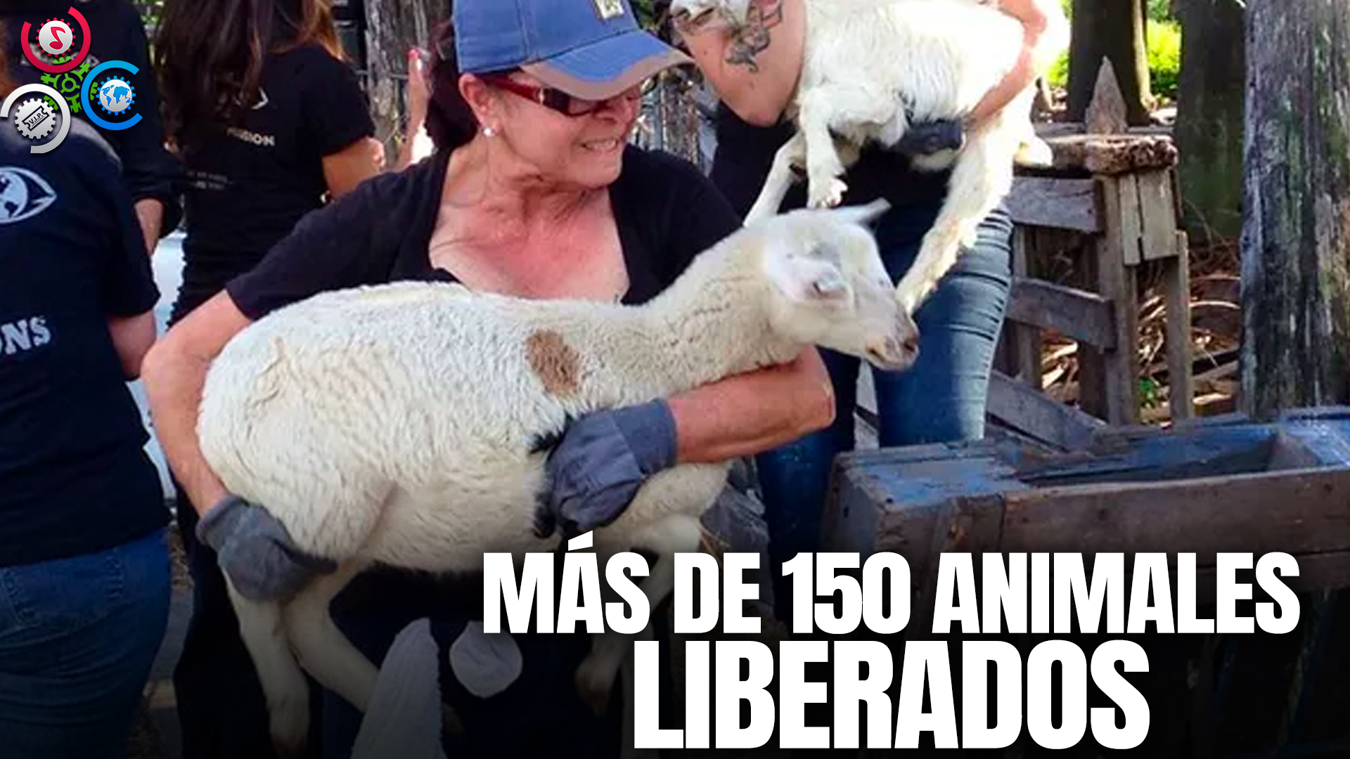 Rescatan Más De 150 Animales De Un Supuesto MATADERO ILEGAL En Florida