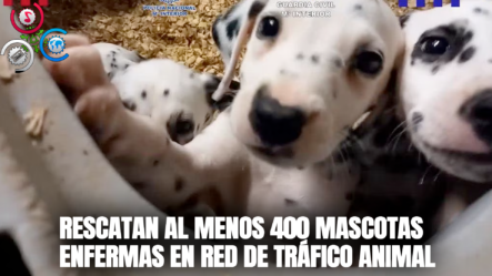 Policía En Barcelona Confisca Al Menos 400 Mascotas Enfermas En Red De Tráfico Animal