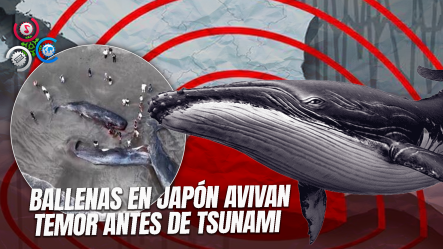 Aparecen Cuatro Ballenas En La Costa De Chiba Horas Antes De La Alerta De Tsunami