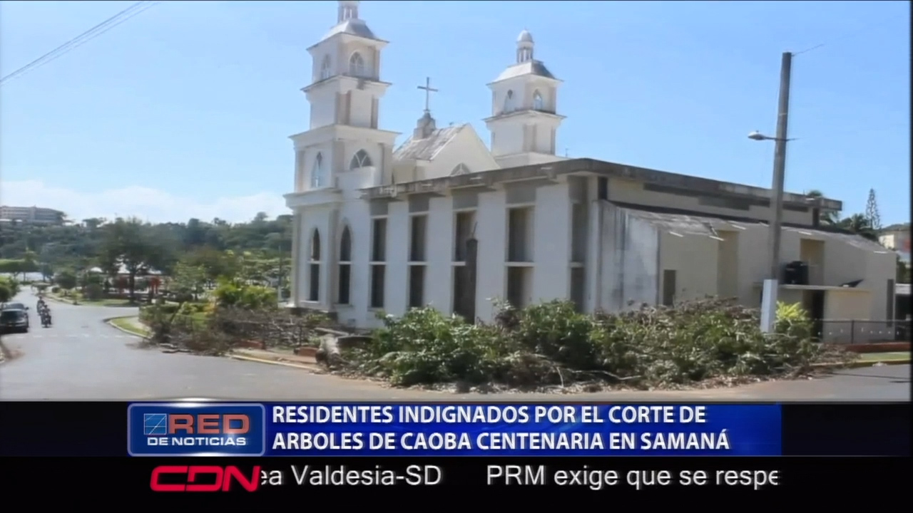 Residentes Indignados Por El Corte De Arboles De Caoba Centenaria En Samaná