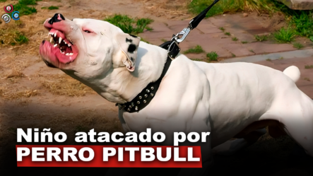 Niño De Ocho Años Herido Tras Ataque De Perro Pitbull En Santo Domingo