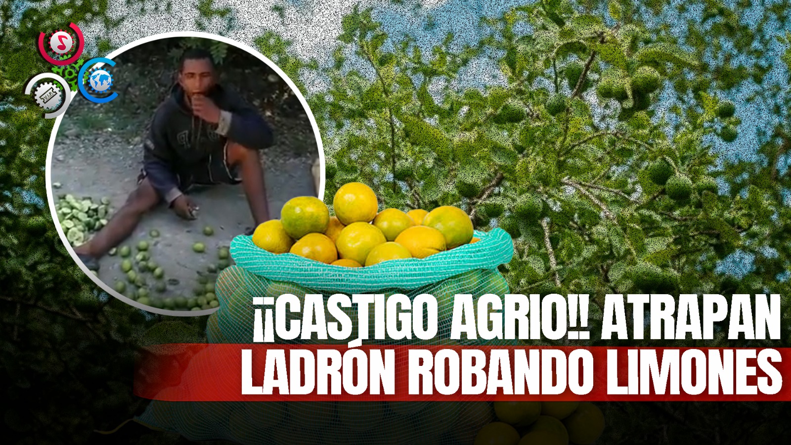 Sorprenden A Ladrón Y Lo Obligan A Comerse Saco De Limones Robados De Una Finca En San Juan