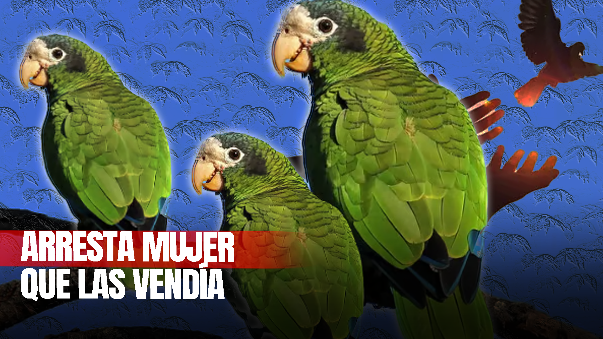 Rescatan Tres Aves En Cotuí De La Especie Cotorras De La Español