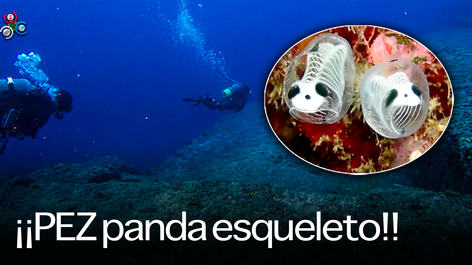 ¿Tierno O Espeluznante?  PANDA ESQUELETO, Un Pez Extraño En Japón