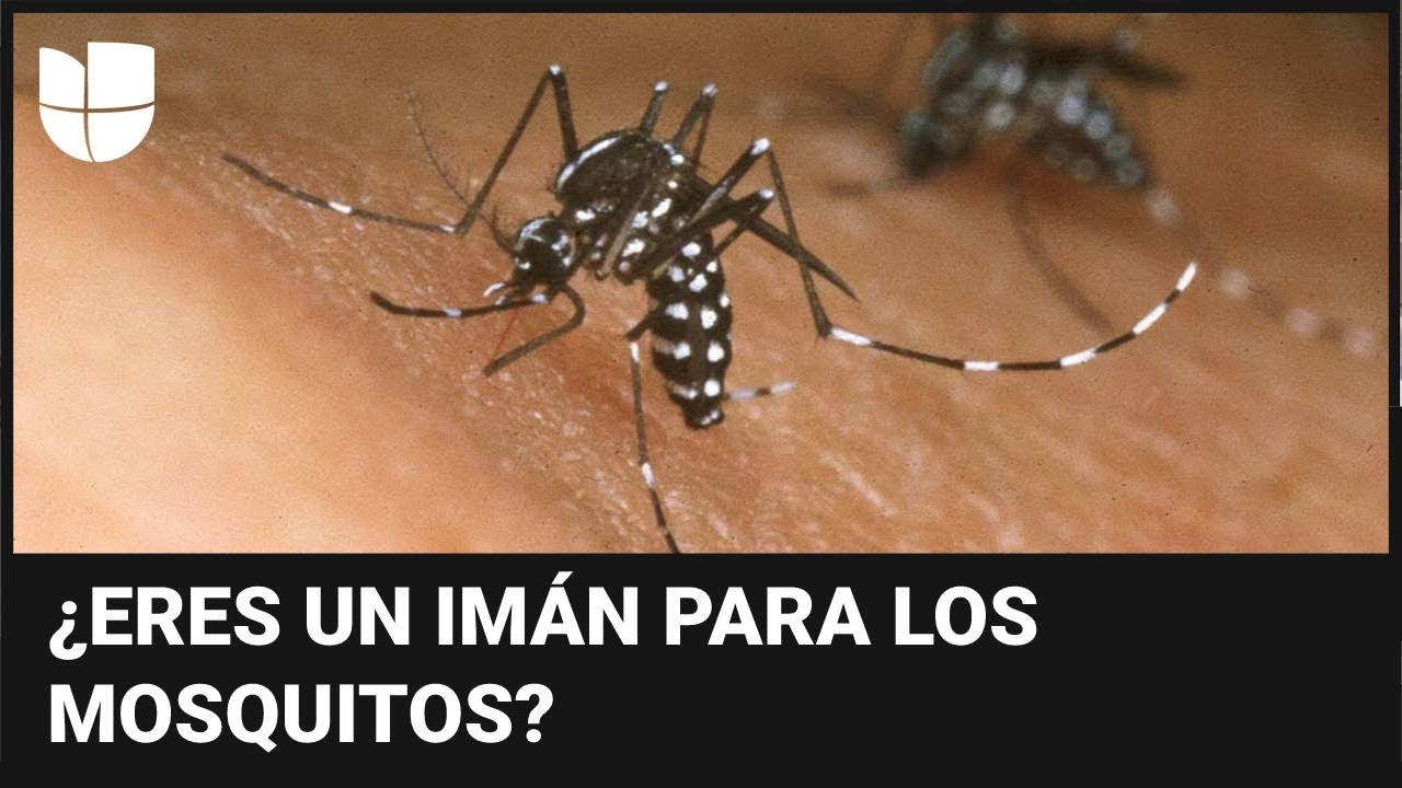 Un Estudio Revela Cuál Es El Olor Que Atrae A Los Mosquitos