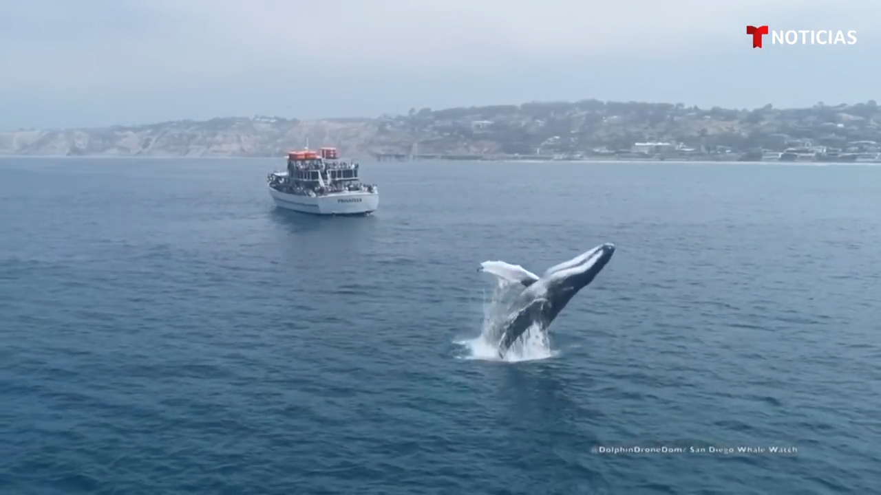Una Ballena Jorobada Sorprende A Turistas