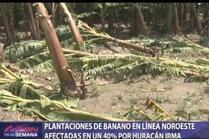 Plantaciones De Banano En Línea Noroeste Afectadas En Un 40% Por Huracán Irma