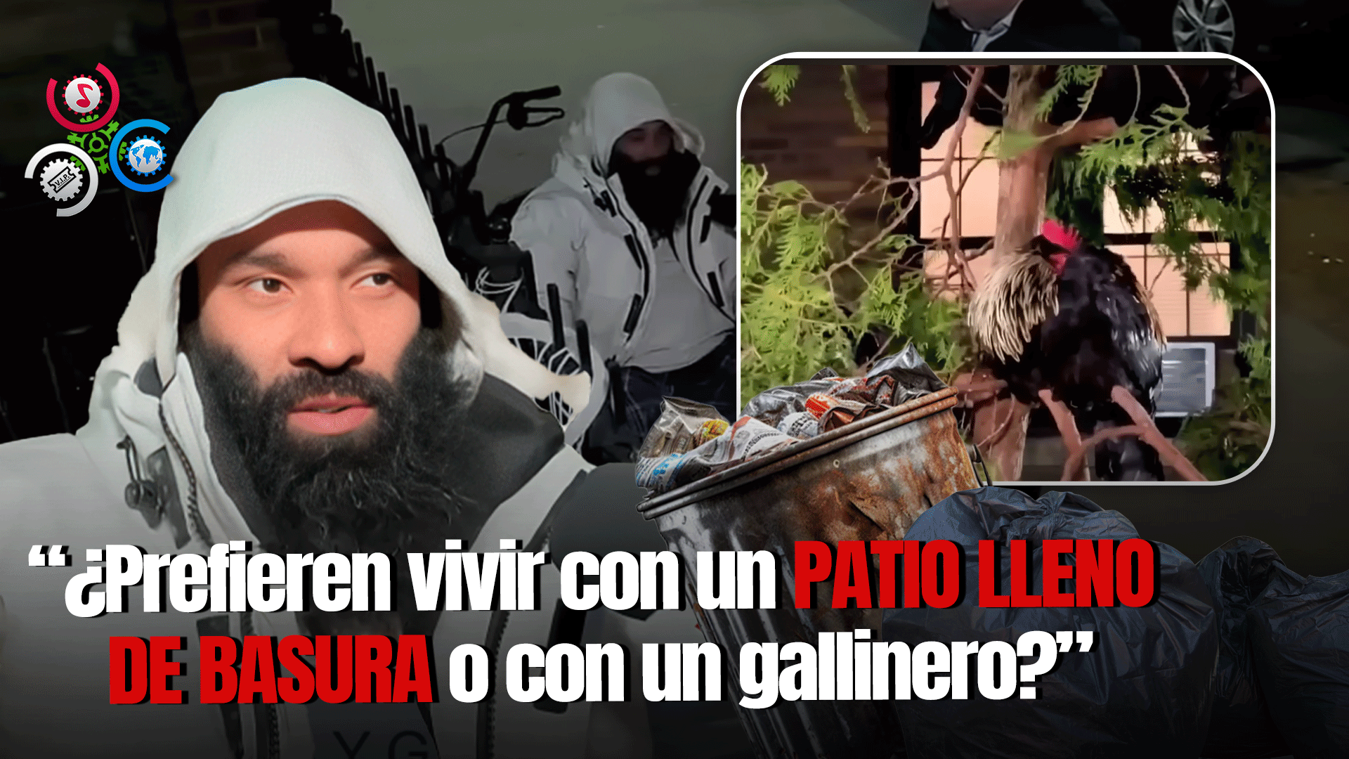 Vecinos Se Quejan Por El Ruido De Unos Gallos En Nueva York