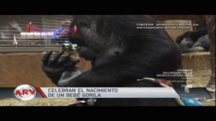 En Washington Celebran El Nacimiento De Un Bebé Gorila