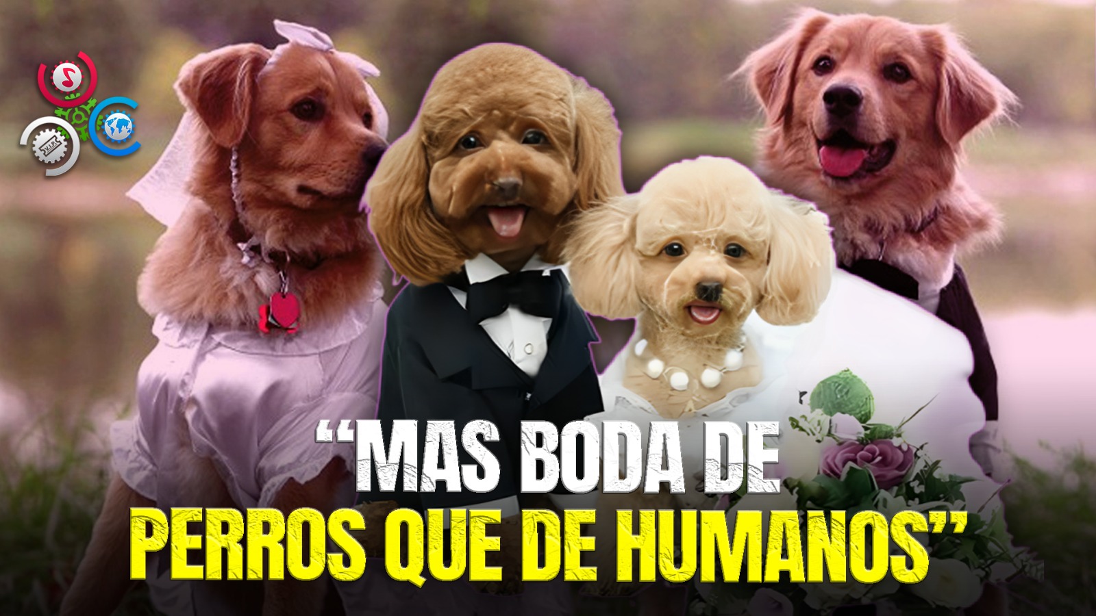 Bodas Caninas En China Se Disparan Mientras Las Matrimoniales Humanas Declinan