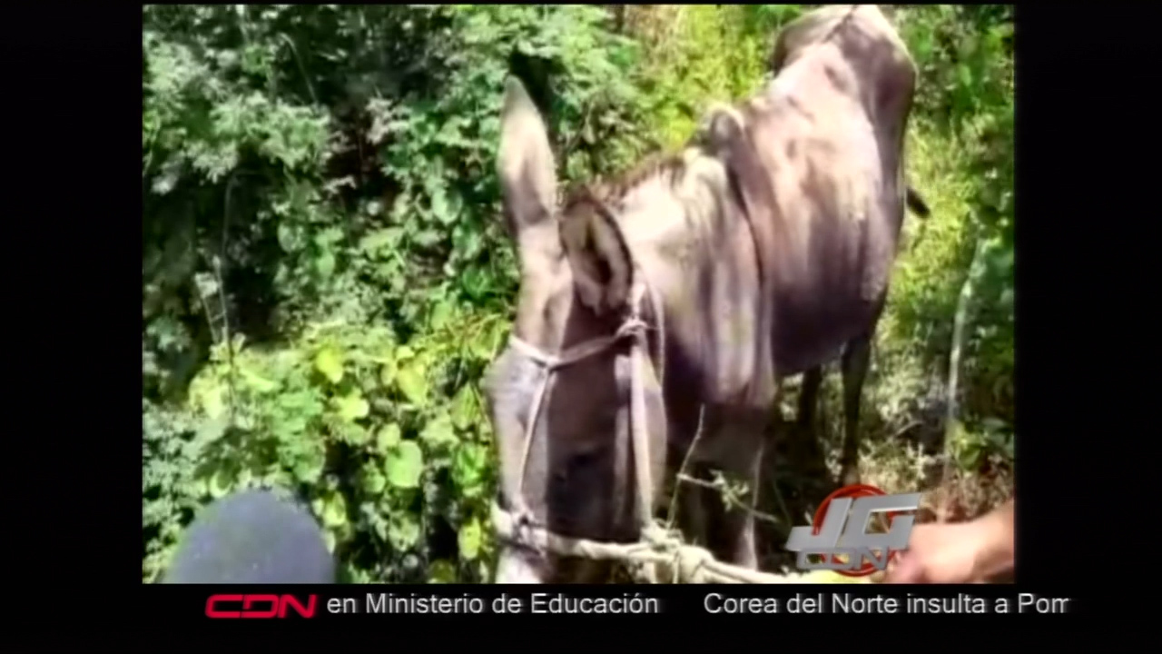 En San Pedro Un Burro Muerde A Un Menor.