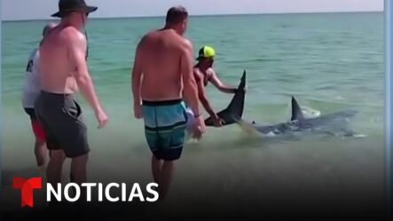 Tiburón Muerde A Surfista Y Bañistas Salvan A Otro De Morir