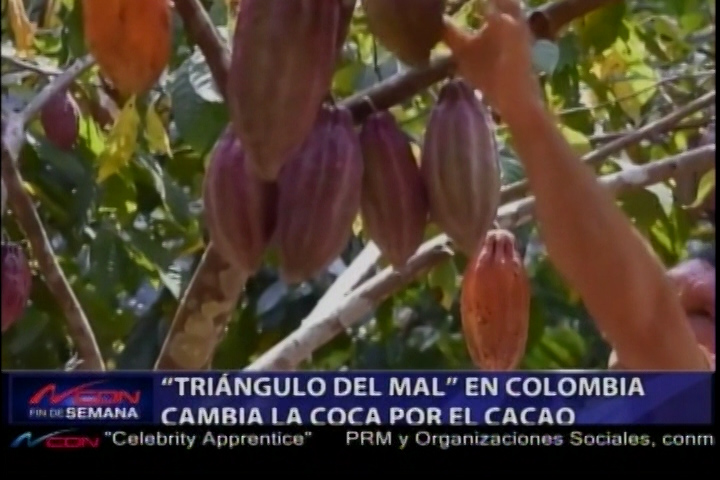 “Triángulo Del Mal” En Colombia Cambia La Cocaina Por El Cacao