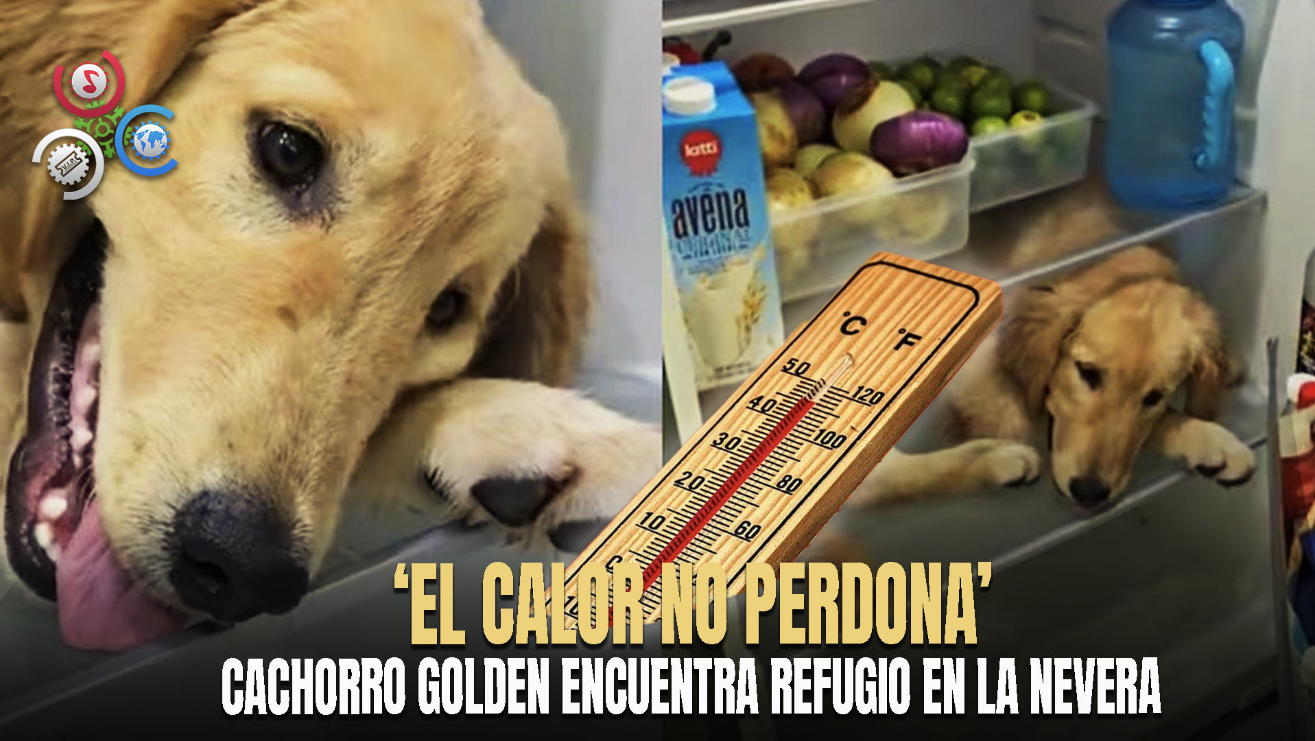 Cachorro Se Vuelve Viral Por Meterse A La Nevera Para Dormir Y Escapar Del Calor