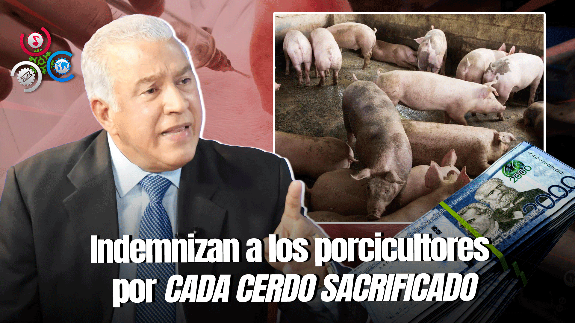 Gobierno Aplica Medidas Para Prevenir Fiebre Porcina Africana En Cerdos Del País