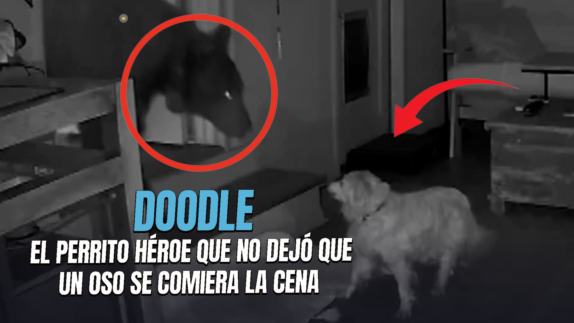 Captan A Perro Enfrentando A Un Oso Que Irrumpió En Una Casa En Monrovia, California