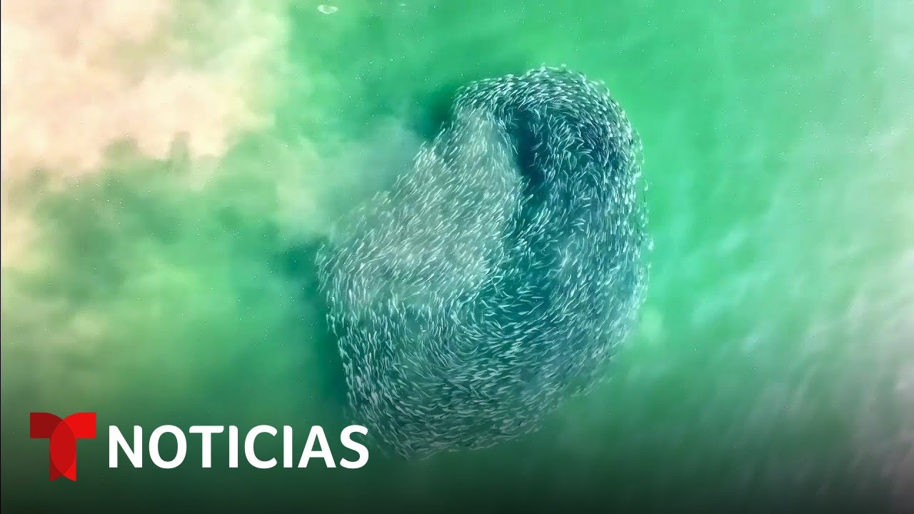 Un Dron Capta A Un Impresionante Grupo De Peces En Long Island
