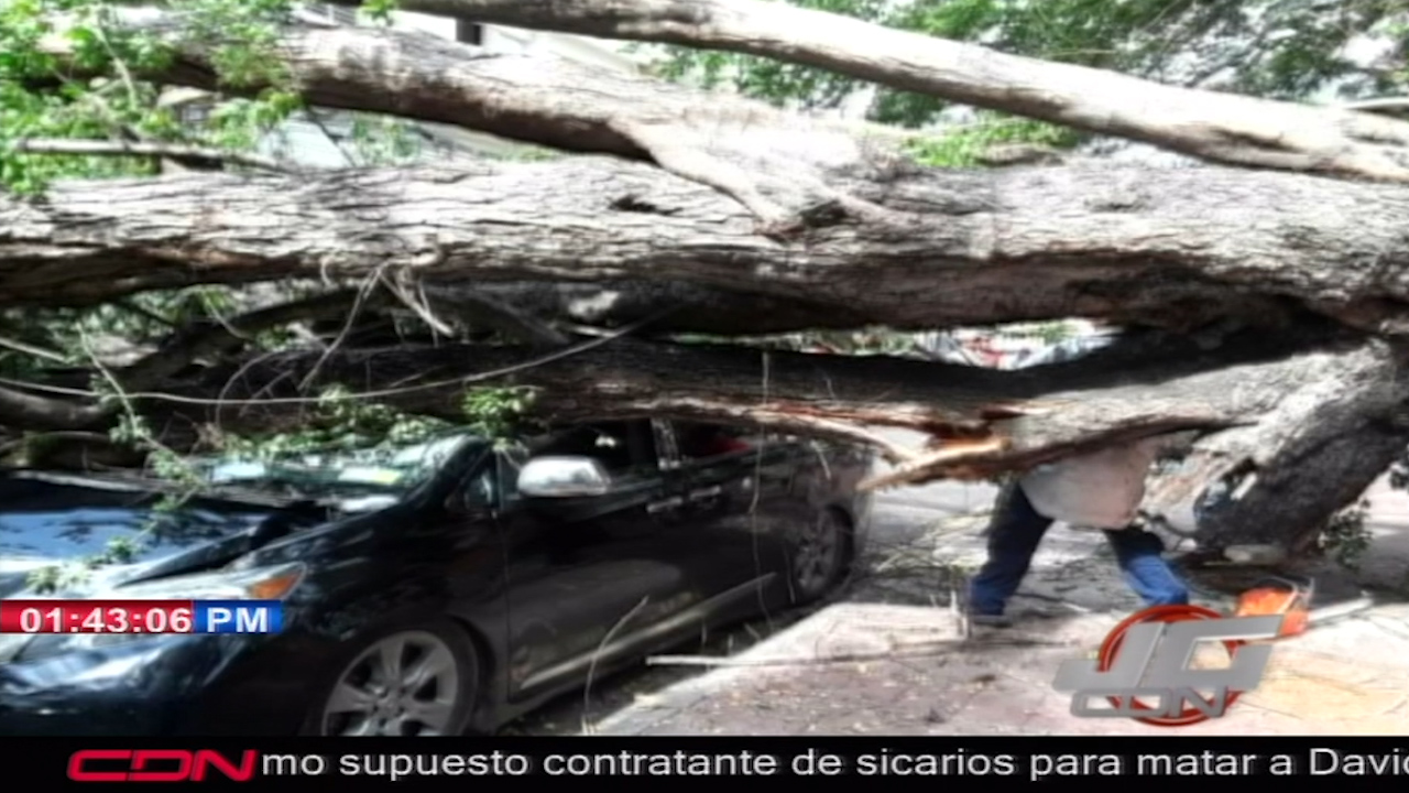 Arbol En Plaza Valerio De Santiago Aplasta Vehículo Y Se Le Hace Llamado A La Alcaldía