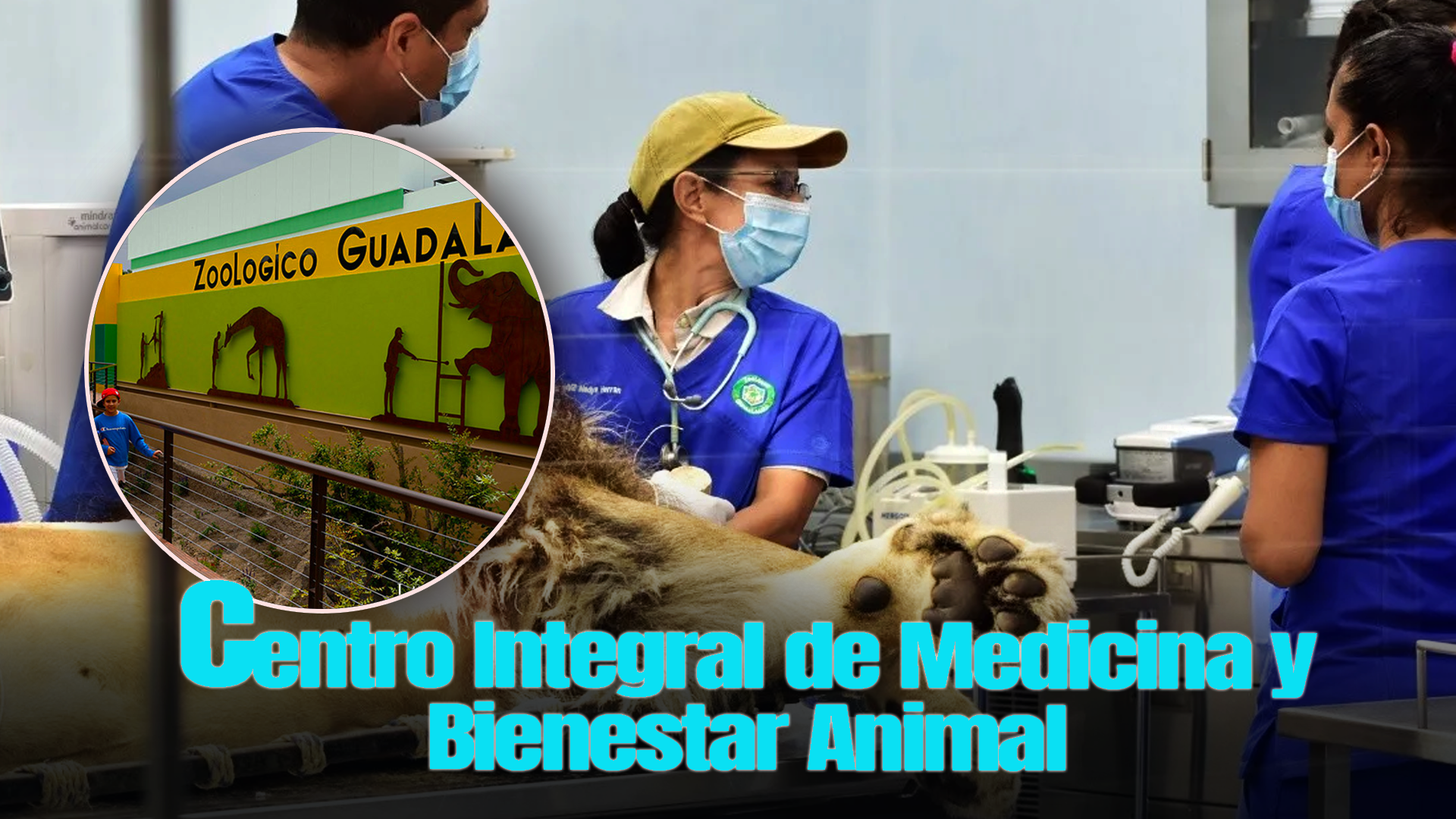 El Hospital Veterinario Más Grande De América Latina Dentro De Un Zoológico