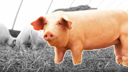 Esta Es La Realidad Con Los Cerdos; Sí Podemos Comerlos Y Mira Porqué