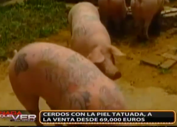 Venden Cerdos Tatuados A 69,000 Euros