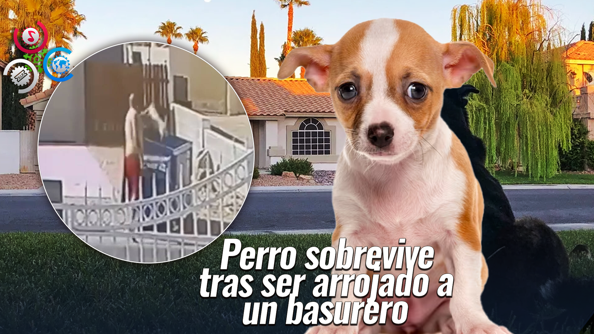 Captan Hombre Arrojando Chihuahua A Un Basurero En Las Vegas