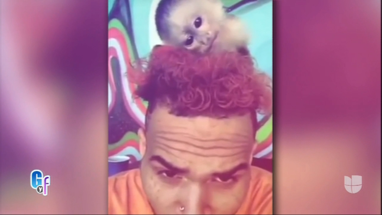 Chris Brown En Líos Legales Por Haber Comprado Un Mono Capuchino En El Mercado Negro