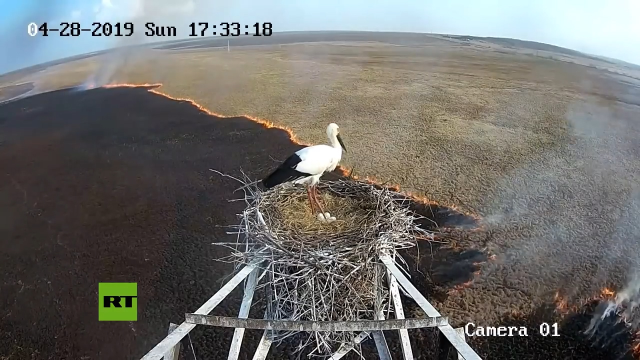 Cigüeña Padre Protege A Sus Futuros Polluelos En Medio De Un Incendio