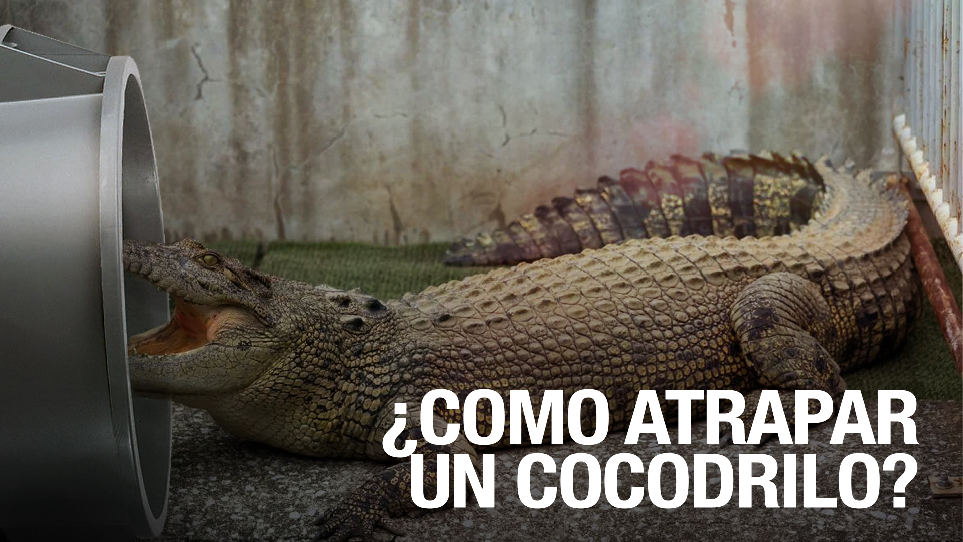 Tutorial De Cómo Atrapar Un Cocodrilo, ¡Mira Cómo Él Lo Hace!