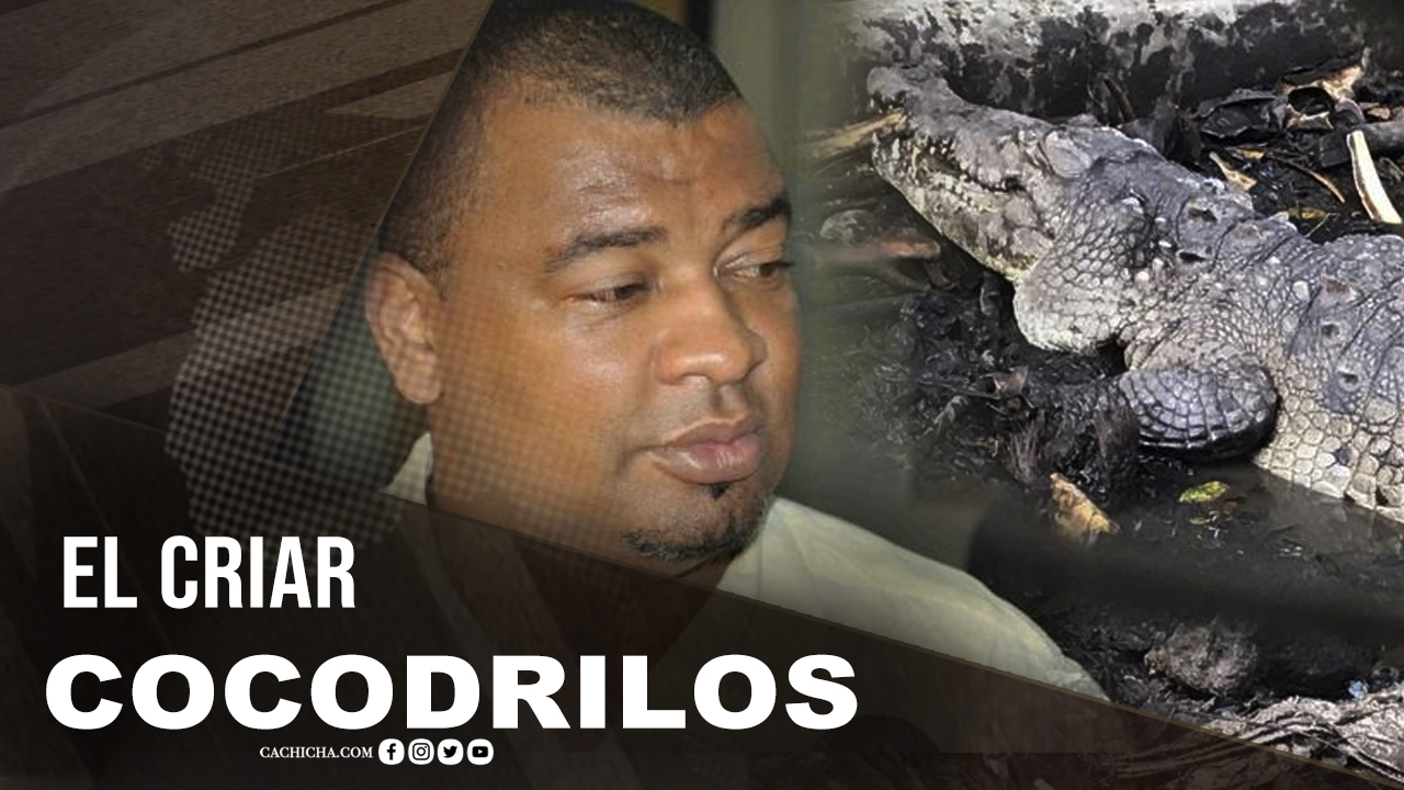 La Prática De Criar Cocodrilos