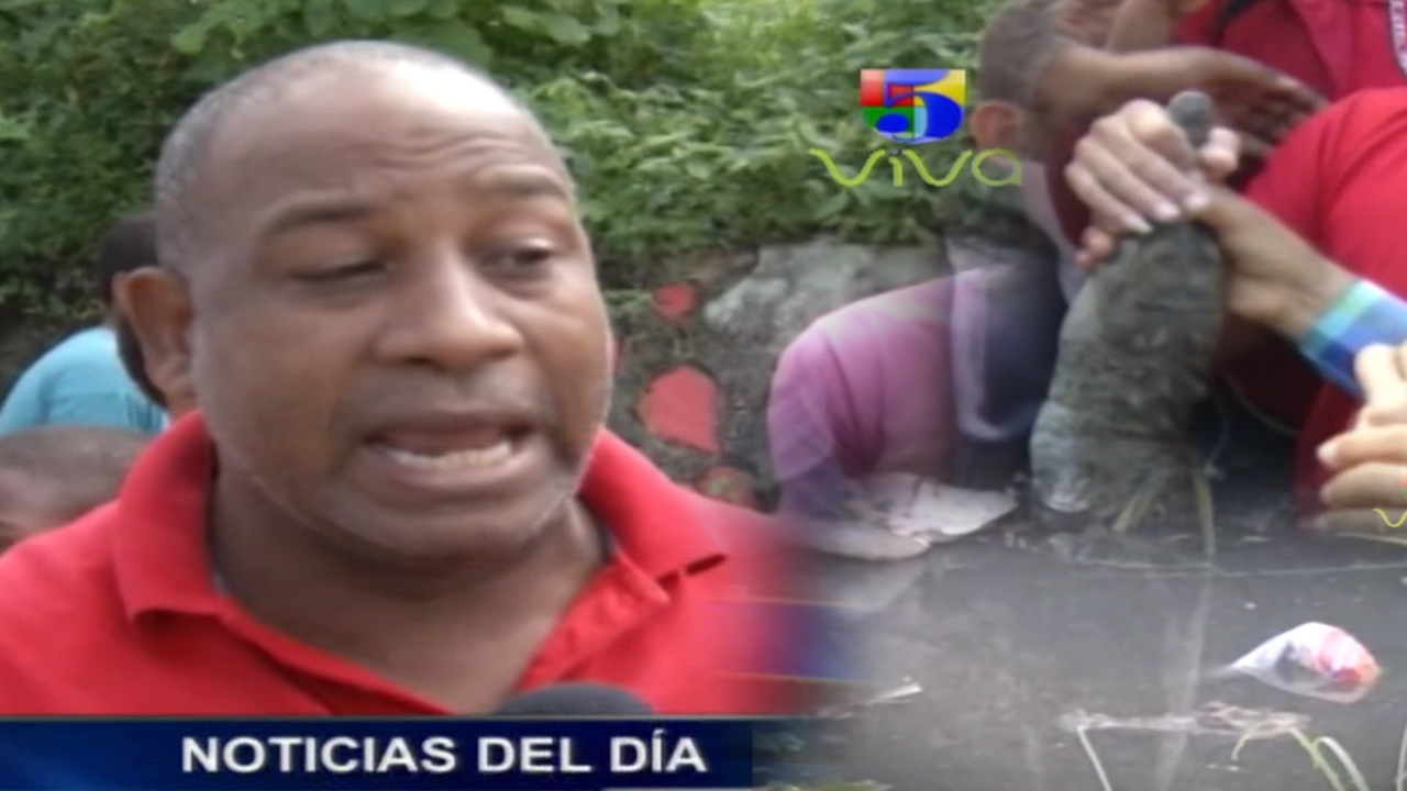 Residentes Aseguran Que Cocodrilo Atrapado No Es El Que Aparece En Video