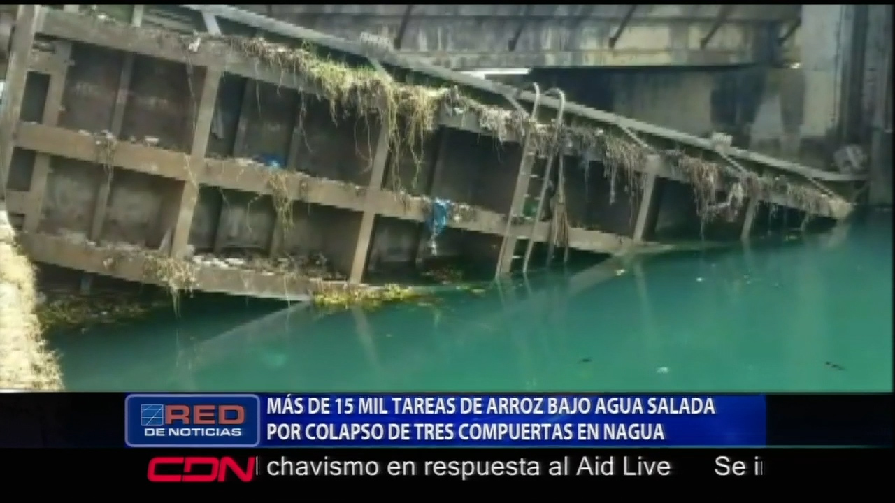 Más De 15 Mil Tareas De Arroz Bajo Agua Salada Por El Colapso De Tres Compuertas En Nagua