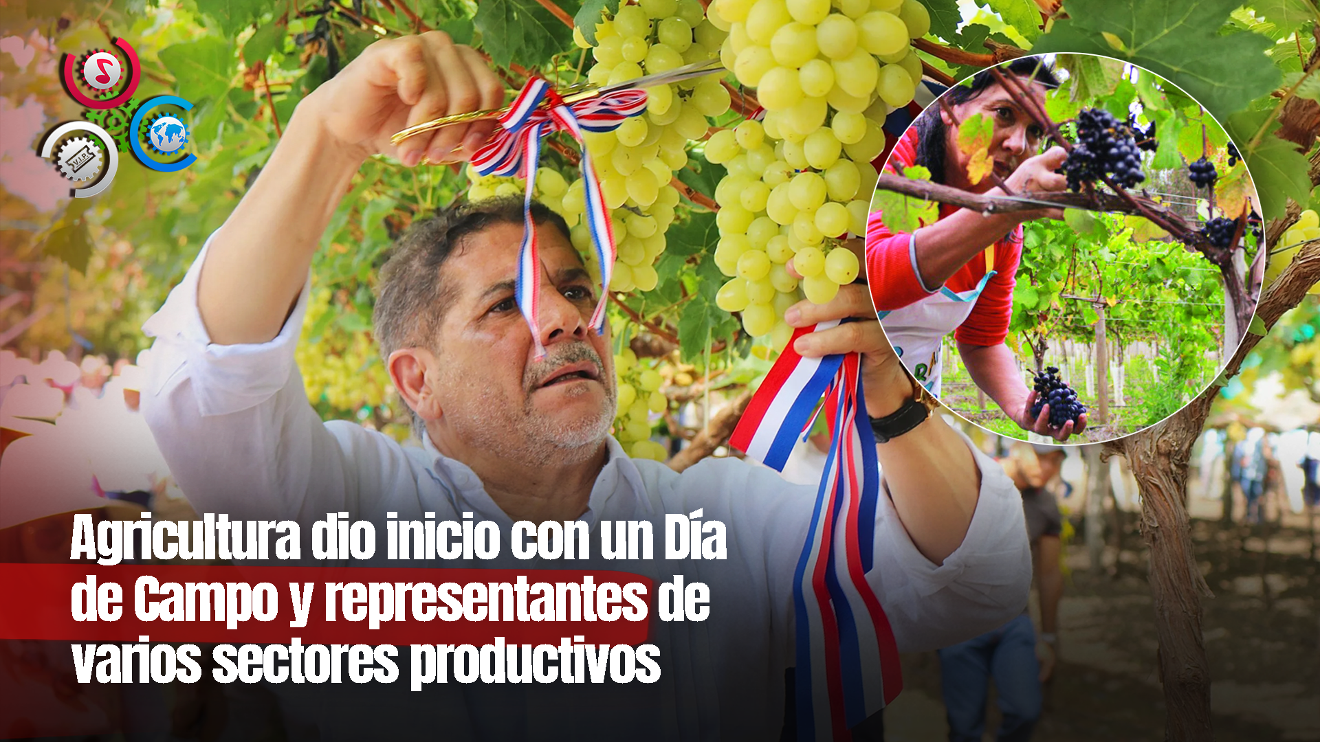Inician En Baní Cosecha De Uvas De Alto Valor Genético