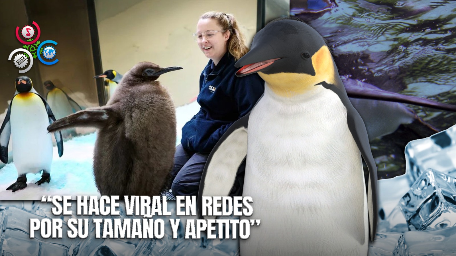 La Cría De Pingüino Rey Que Arrasa En Internet Por Su Tamaño Y Apetito