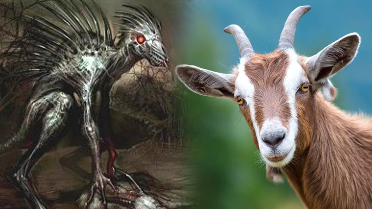 El Chupacabras Que Atemoriza A Todo El Pueblo De Quitasueños, Cotuí