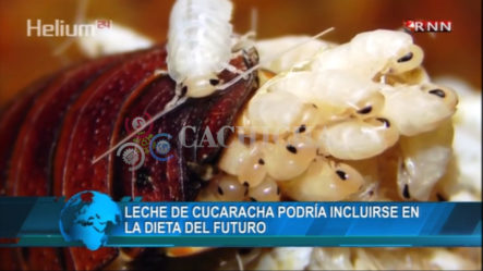 Leche De Cucaracha Podría Incluirse En La Dieta Del Futuro