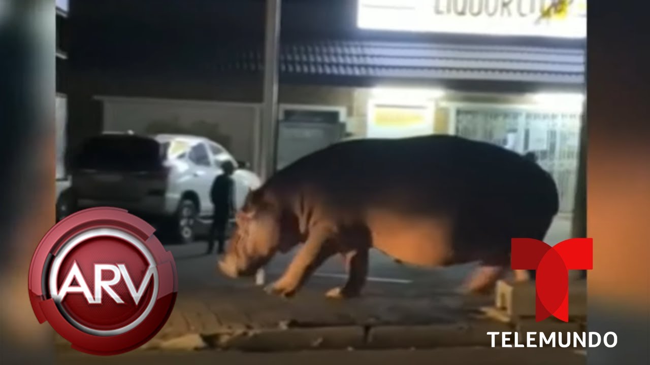 Hipopótamo Se Pasea Por Las Calles De Suráfrica Y Sorprende A Turistas