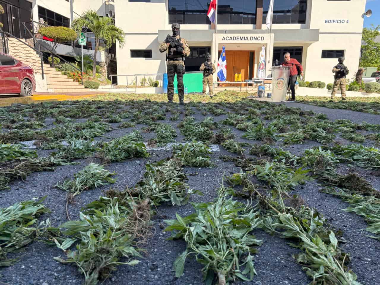 Incautan Extensa Plantación De Marihuana En Baní