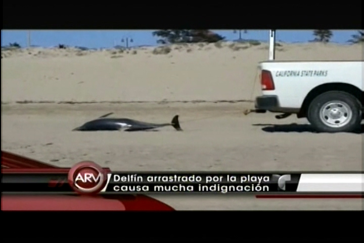 Indignación Al Ver Como Una Camioneta Arrastraban Un Delfín Muerto Por La Playa Por Seguimiento De Protocolo