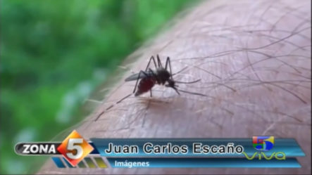 Zona 5: El Dengue Está Devuelta Y Sigue Generando Preocupación