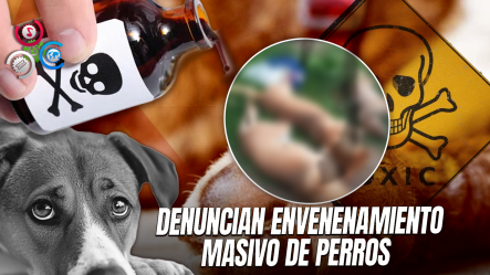 Denuncian Matanza Indiscriminada De Perros En Hato Mayor
