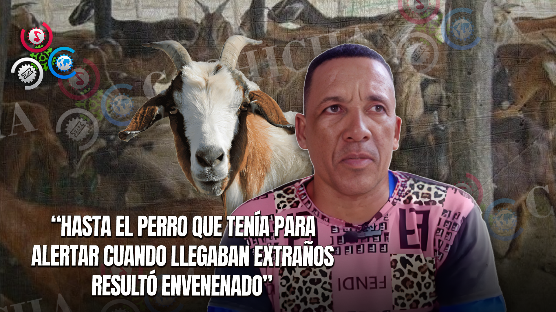 Productor De Chivos Denuncia Robos Y Sacrificio De Animales En Su Finca En Montecristi