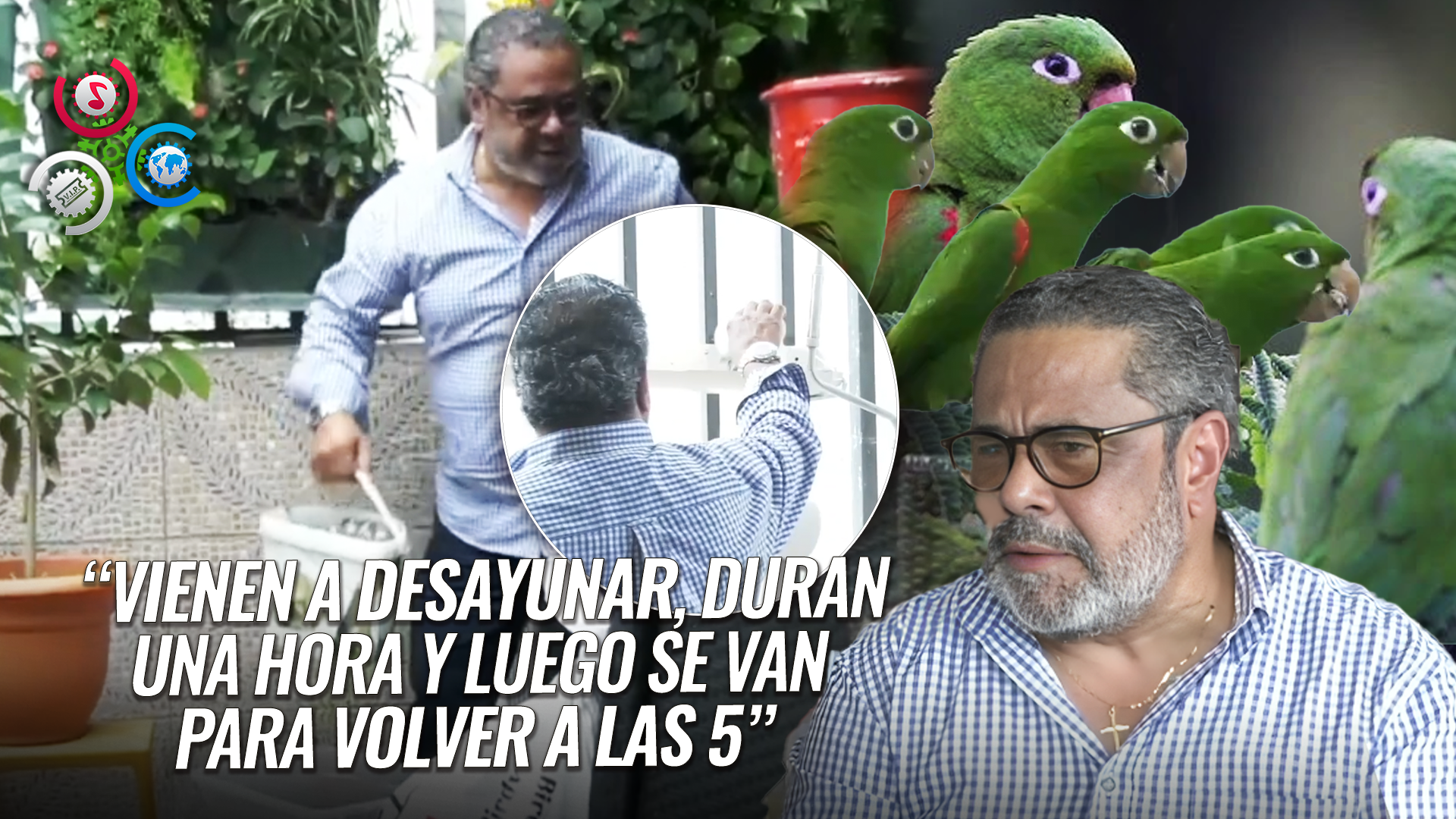 Más De 200 Pericos Llegan Libremente A Balcón De Un Hombre En Santo Domingo