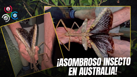 Descubren El Insecto Más Pesado De Australia En Lo Alto De Un Bosque Tropical