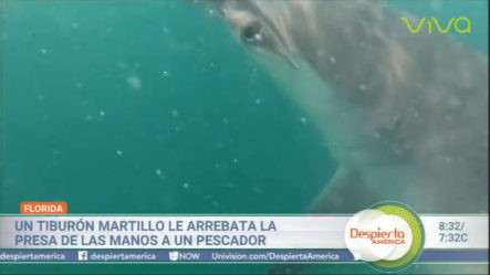 Captado En Video Momento Que Tiburón Le Roba Presa A Un Pescador