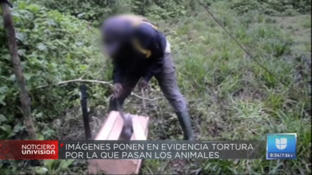 Imágenes Ponen En Evidencia La Tortura Que Pasan Los Animales Exóticos Capturados Para Ser Comerciados