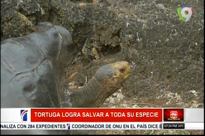 Diego La Tortuga Logra Salvar Toda Su Especie Tras Haber Reproducido 800 Crias En Cautiverio En Sus 100 Años