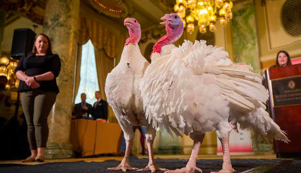 “Bread” O “Butter” ¿Cuál Pavo No Va A Ir Al Horno En El Dia De Acción De Gracias En Al Casa Blanca?