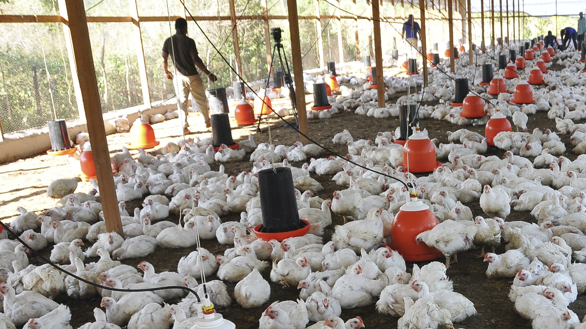 Agrícolas  Vs  Covid-19